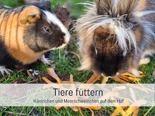 Tiere füttern