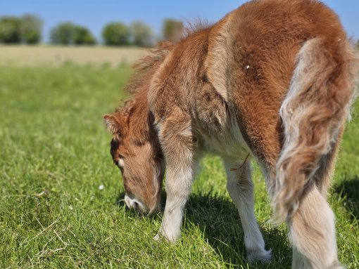 Minipony Nelly