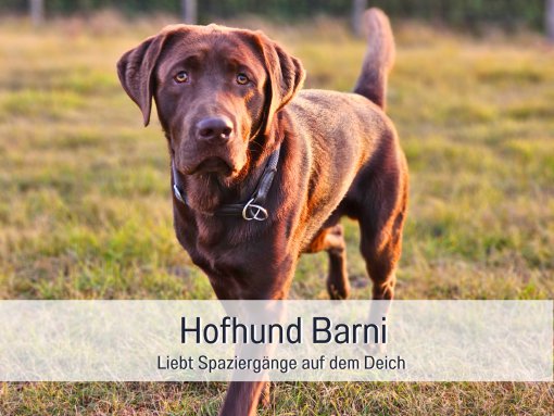 Hofhund Barni