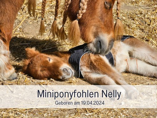 Minipony Nelly