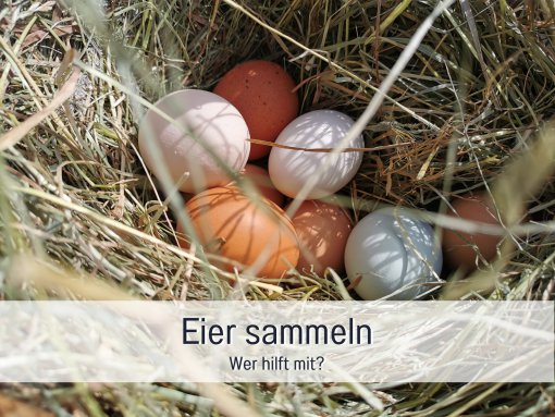 im Hühnerstall