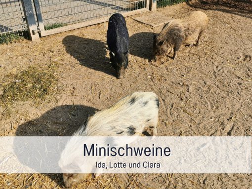 Minischweine