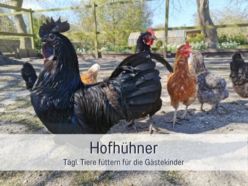 Hühnerschar
